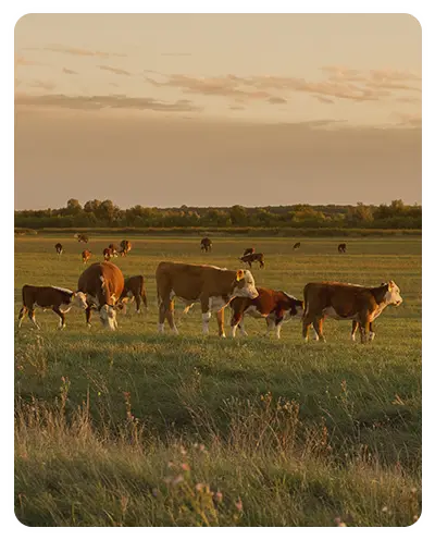 Rechteck 3 Kopie 10 (2)