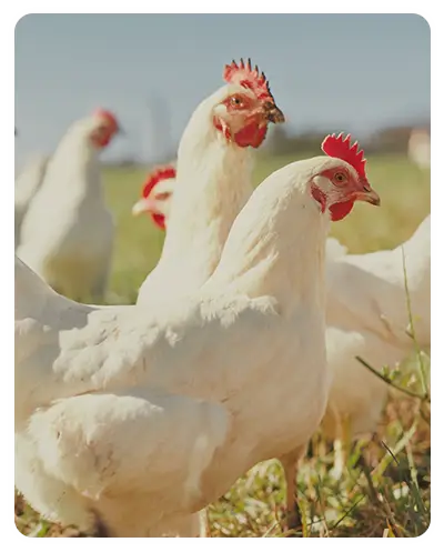 Rechteck 3 Kopie 9 (1)